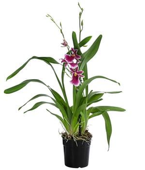 Stiefmütterchen-Orchidee - Miltonia 'Klara'