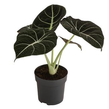 Pfeilblatt - Alocasia reginula 'Black Velvet'
