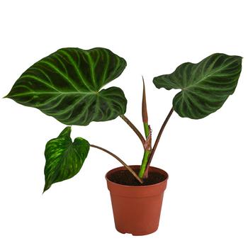 Baumfreund - Philodendron verrucosum von Dehner, Dunkelgrün / Grün