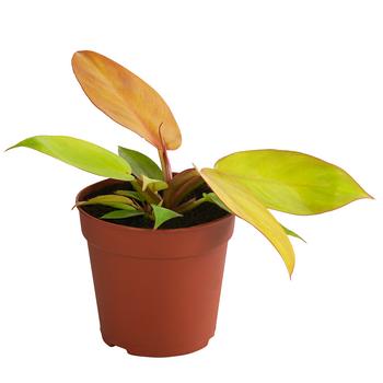 Baumfreund - Philodendron 'Prince of Orange'