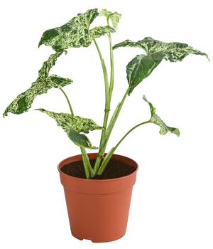 Purpurtute - Syngonium Podophyllum 'Mottled' von Dehner, Hellgrün / Grün