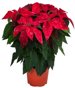 Weihnachtsstern - Euphorbia pulcherrima 'Hot Pink Glitter'