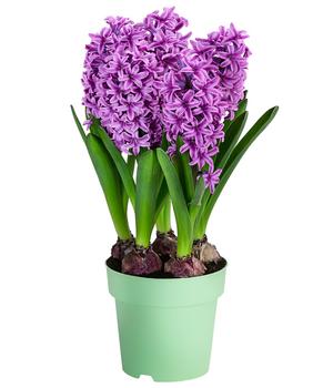 Hyazinthe 'Miss Saigon'