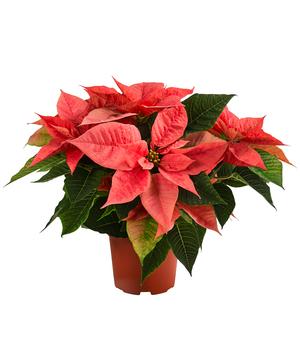 Weihnachtsstern - Euphorbia pulcherrima 'Pink Champagne'