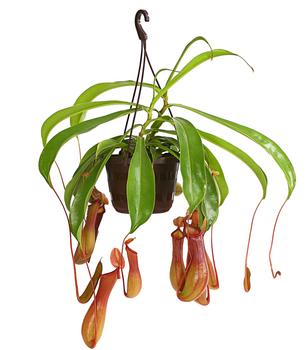 Kannenpflanze - Nepenthes alata, Ampel