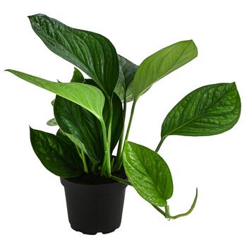 Fensterblatt - Monstera 'Pinnatipartita' von Dehner, Grün