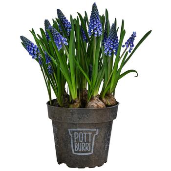 3 x Traubenhyazinthe im Pottburri -Topf von Dehner, Blau - Mindestbestellmenge: 3 Stk.