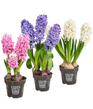 Hyazinthe im Pottburri®-Topf, verschiedene Farben