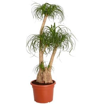 Elefantenfuß - Beaucarnea recurvata, verzweigt