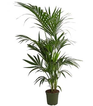 Kentiapalme - Howea forsteriana von Dehner, Grün