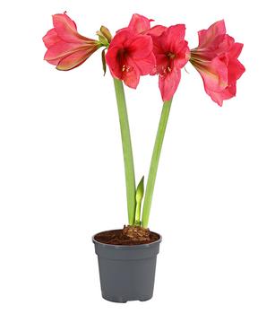 Amaryllis - Hippeastrum-Hybride, zweitriebig, Sonderfarben