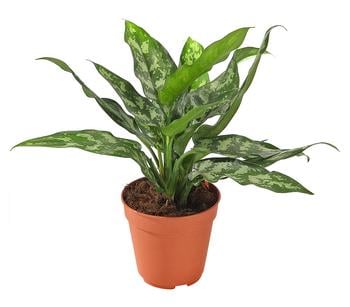 Kolbenfaden - Aglaonema von Dehner