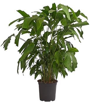 Fischschwanzpalme - Caryota mitis