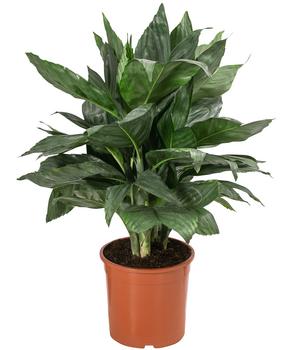 Metallische Bergpalme - Chamaedorea metallica von Dehner, Dunkelgrün