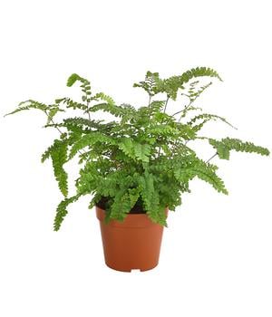 Adiantum - hispidulum von Dehner, Grün