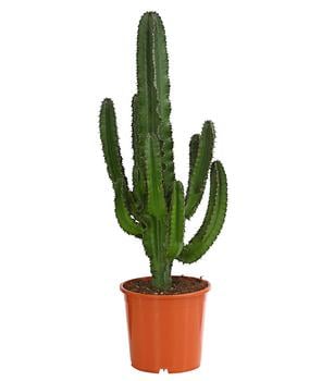 Abessinische Wolfsmilch - Euphorbia abyssinica