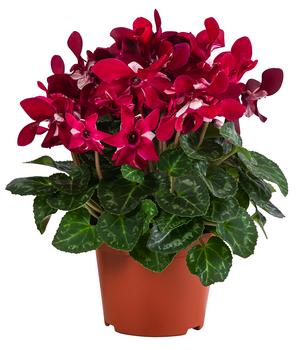 Alpenveilchen - Cyclame 'Djix', verschiedene Farben