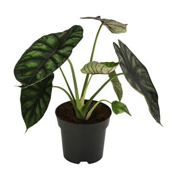 Pfeilblatt - Alocasia baginda 'Dragon Scale'