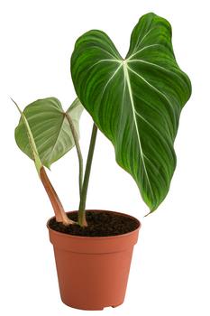 Baumfreund - Philodendron gloriosum