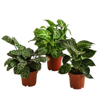 Zimmerpflanzen-Set Ever Green, 3-teilig von Dehner, Grün, Hellgrün