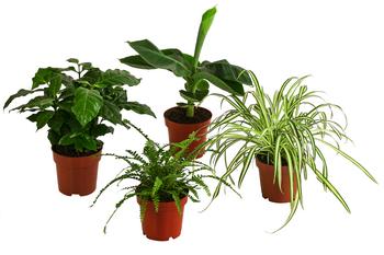 Zimmerpflanzen-Set Botanical Charm, 4-teilig von Dehner, Hellgrün, Grün, Dunkelgrün, Weiß
