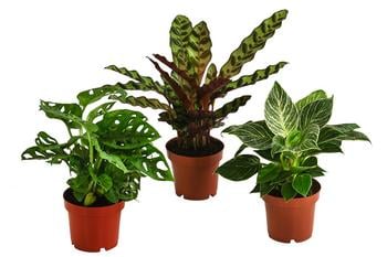 Zimmerpflanzen-Set Trend, 3-teilig