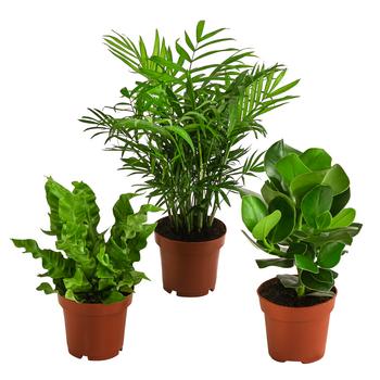 Zimmerpflanzen-Set Badezimmer, 3-teilig