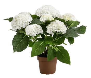 Hortensie - Hydrangea macrophylla 'Ice Boy'