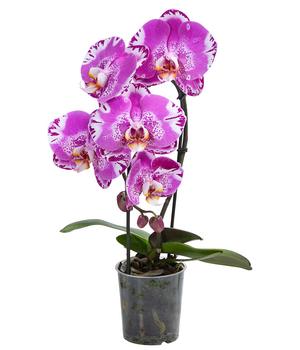 Schmetterlingsorchidee - Phalaenopsis cultivars 'Victorio'