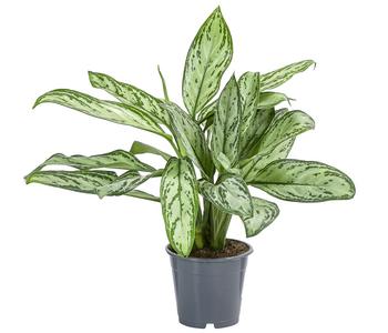 Kolbenfaden - Aglaonema cultivars 'Christina'