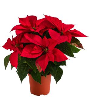 Weihnachtsstern - Euphorbia pulcherrima 'Bubblegum'