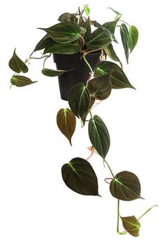 Baumfreund - Philodendron scandens 'Micans'