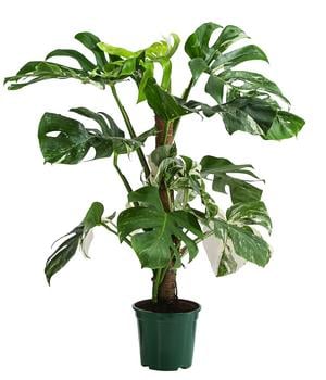 Fensterblatt - Monstera deliciosa 'Variegata' am Moosstab