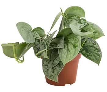 Silberne Efeutute 'Silvery Ann' - Scindapsus pictus