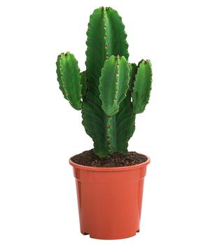 Kaktus-Wolfsmilch - Euphorbia ingens