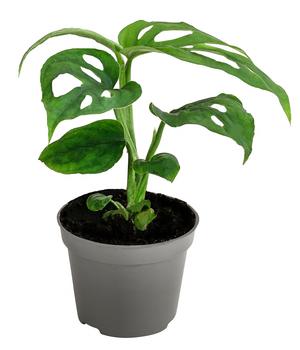 Fensterblatt - Monstera adansonii