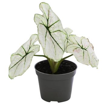 8 x Mini Buntwurz - Caladium bicolor Hybriden 'Kelly' von Dehner, Weiß, Grün, Hellgrün - Mindestbestellmenge: 8 Stk.