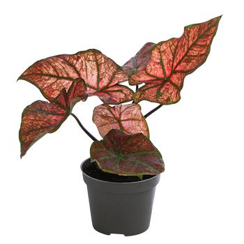 Mini Buntwurz - Caladium bicolor Hybriden 'Valentina' von Dehner, Rosa, Grün