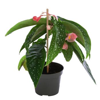 Polka-Dot Begonie - Begonia albopicta