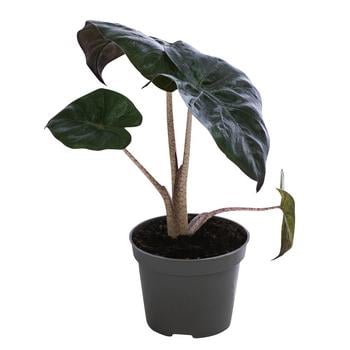 Pfeilblatt - Alocasia baginda 'Pink Dragon'