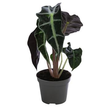 Pfeilblatt - Alocasia x. amazonica 'Bambino Curly'