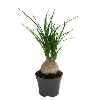 Elefantenfuß - Beaucarnea recurvata