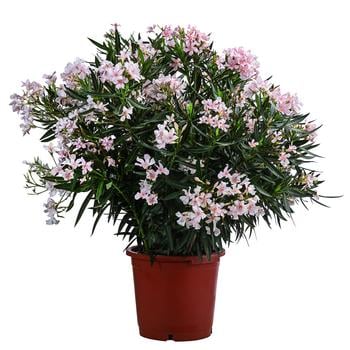 Oleander, Solitärbusch