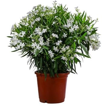 Oleander, Solitärbusch