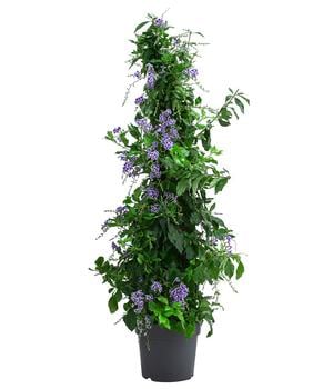 Taubenbeere, Pyramide