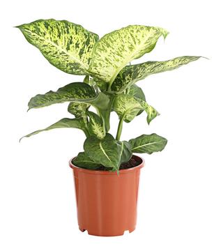 Dieffenbachie - Dieffenbachia 'Mars' von Dehner, Lemon, Grün