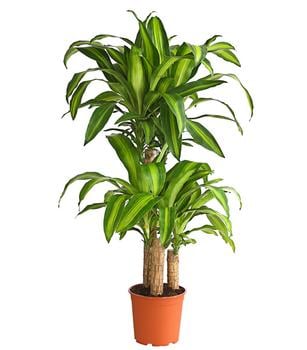 Drachenbaum - Dracaena fragrans 'Massangeana'