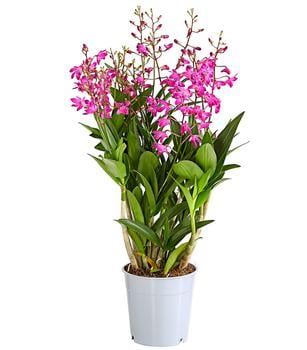 Duft-Traubenorchidee - Dendrobium kingianum 'Berry'