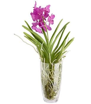 Vanda-Orchidee - Vanda cultivars im Glas, verschiedene Farben