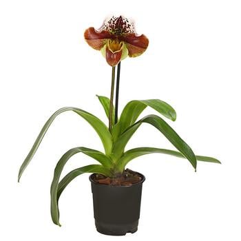 Frauenschuh - Paphiopedilum hybride, verschiedene Sorten